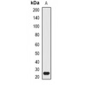 LifeSab™ ATG10 Rabbit pAb (50 µl)