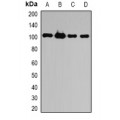 LifeSab™ ATG9B Rabbit pAb (50 µl)