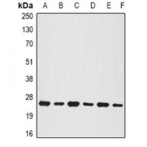 LifeSab™ BNIP1 Rabbit pAb (50 µl)