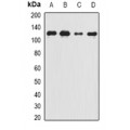 LifeSab™ Complement C5 Rabbit pAb (50 µl)