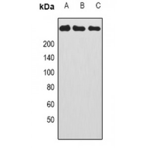 LifeSab™ CAD Rabbit pAb (50 µl)