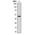 LifeSab™ CFHR1 Rabbit pAb (50 µl)