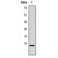 LifeSab™ CG alpha Rabbit pAb (50 µl)