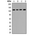 LifeSab™ CNGA3 Rabbit pAb (50 µl)