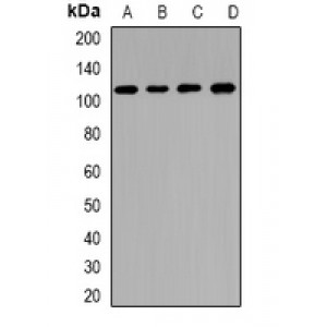 LifeSab™ CNGA3 Rabbit pAb (50 µl)