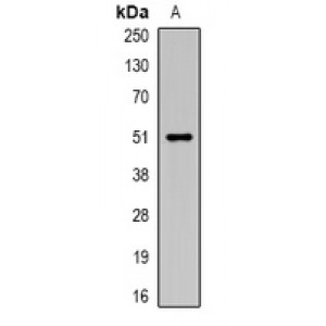 LifeSab™ Carboxypeptidase A6 Rabbit pAb (50 µl)