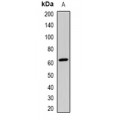 LifeSab™ CRY1 Rabbit pAb (50 µl)