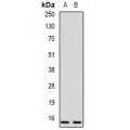 LifeSab™ Cystatin F Rabbit pAb (50 µl)