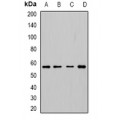 LifeSab™ Cytochrome P450 3A5 Rabbit pAb (50 µl)