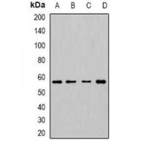 LifeSab™ Cytochrome P450 3A5 Rabbit pAb (50 µl)