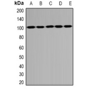 LifeSab™ PSD95 Rabbit pAb (50 µl)