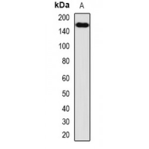 LifeSab™ VEGFR3 Rabbit pAb (50 µl)