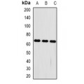 LifeSab™ FRZB Rabbit pAb (50 µl)