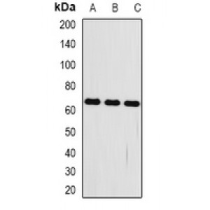 LifeSab™ FRZB Rabbit pAb (50 µl)