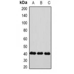 LifeSab™ Connexin 40 Rabbit pAb (50 µl)