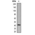 LifeSab™ GNAI3 Rabbit pAb (50 µl)