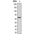 LifeSab™ Nucleostemin Rabbit pAb (50 µl)