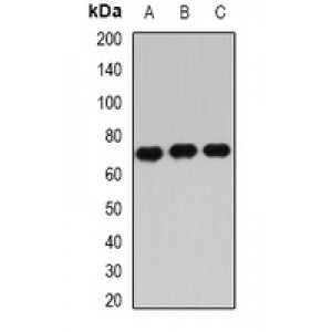 LifeSab™ IGF2BP3 Rabbit pAb (50 µl)