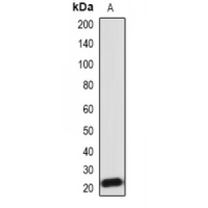 LifeSab™ IL-18 Rabbit pAb (50 µl)