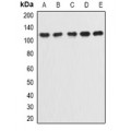 LifeSab™ Integrin alpha 9 Rabbit pAb (50 µl)