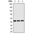 LifeSab™ Matrilin 3 Rabbit pAb (50 µl)