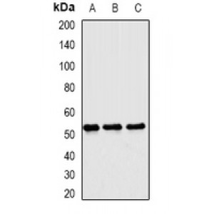 LifeSab™ Matrilin 3 Rabbit pAb (50 µl)