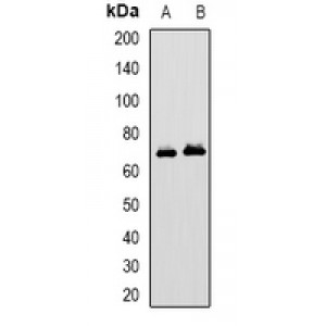 LifeSab™ MAVS Rabbit pAb (50 µl)