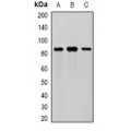 LifeSab™ MEP1A Rabbit pAb (50 µl)