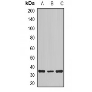 LifeSab™ Calsarcin 1 Rabbit pAb (50 µl)