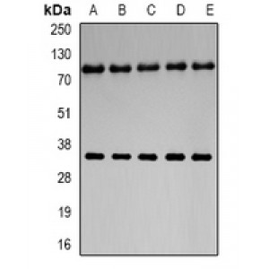 LifeSab™ Neuroglobin Rabbit pAb (50 µl)