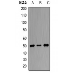 LifeSab™ ORC4 Rabbit pAb (50 µl)