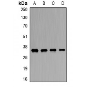 LifeSab™ ORC6 Rabbit pAb (50 µl)