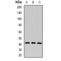 LifeSab™ P2Y1 Rabbit pAb (50 µl)