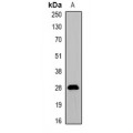 LifeSab™ ProDynorphin Rabbit pAb (50 µl)