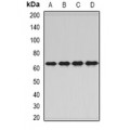 LifeSab™ PNKP Rabbit pAb (50 µl)