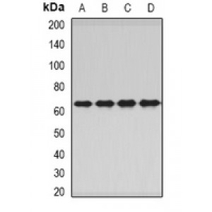 LifeSab™ PNKP Rabbit pAb (50 µl)