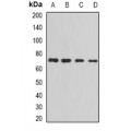 LifeSab™ PRC1 Rabbit pAb (50 µl)