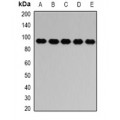 LifeSab™ PTP epsilon Rabbit pAb (50 µl)