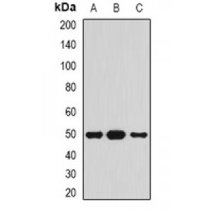 LifeSab™ Serpin A4 Rabbit pAb (50 µl)