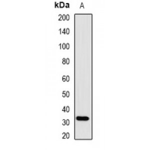 LifeSab™ SMN Rabbit pAb (50 µl)