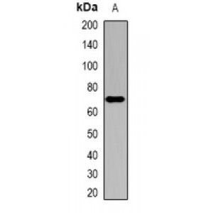 LifeSab™ SOAT1 Rabbit pAb (50 µl)