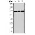 LifeSab™ SOCS4 Rabbit pAb (50 µl)