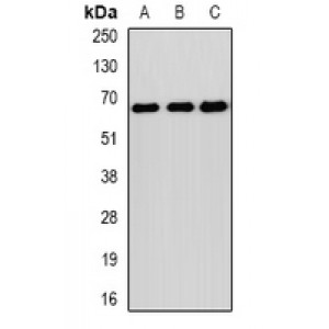 LifeSab™ SOCS4 Rabbit pAb (50 µl)