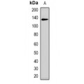 LifeSab™ CD43 Rabbit pAb (50 µl)