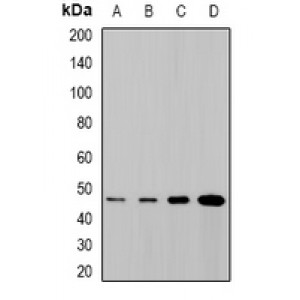 LifeSab™ SYT4 Rabbit pAb (50 µl)