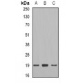 LifeSab™ Telethonin Rabbit pAb (50 µl)