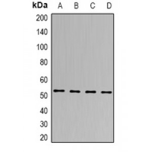 LifeSab™ SEN2 Rabbit pAb (50 µl)