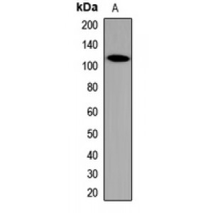 LifeSab™ Calpastatin Rabbit pAb (50 µl)