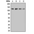 LifeSab™ NEDD4 Rabbit pAb (50 µl)