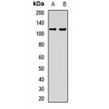 LifeSab™ EMC1 Rabbit pAb (50 µl)